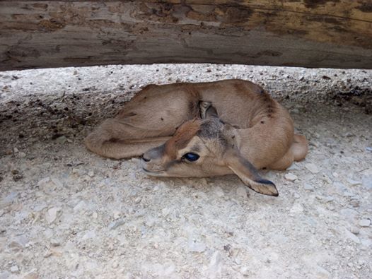 La pequeña gacela, en el Zoo de Jerez en días pasados.