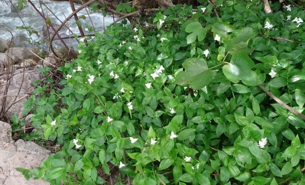 'Amor de hombre', la especie invasora encontrada en el río Majaceite.