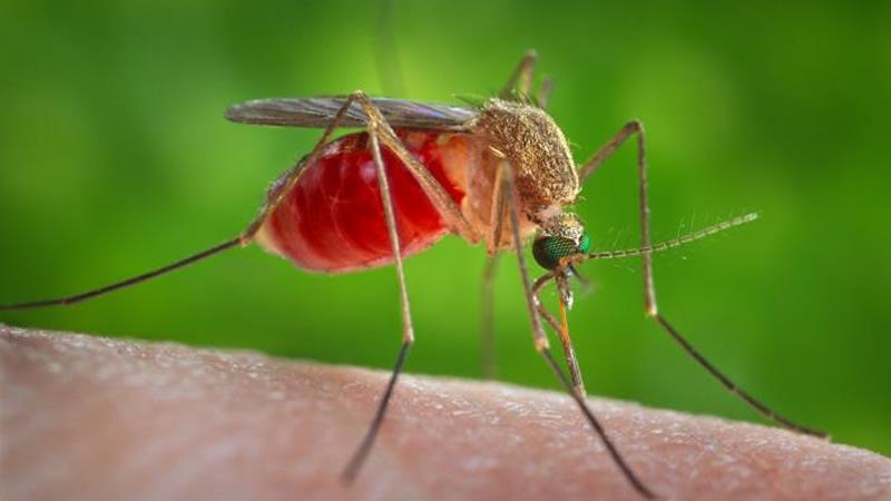 El origen de los casos puede estar en un mosquito.