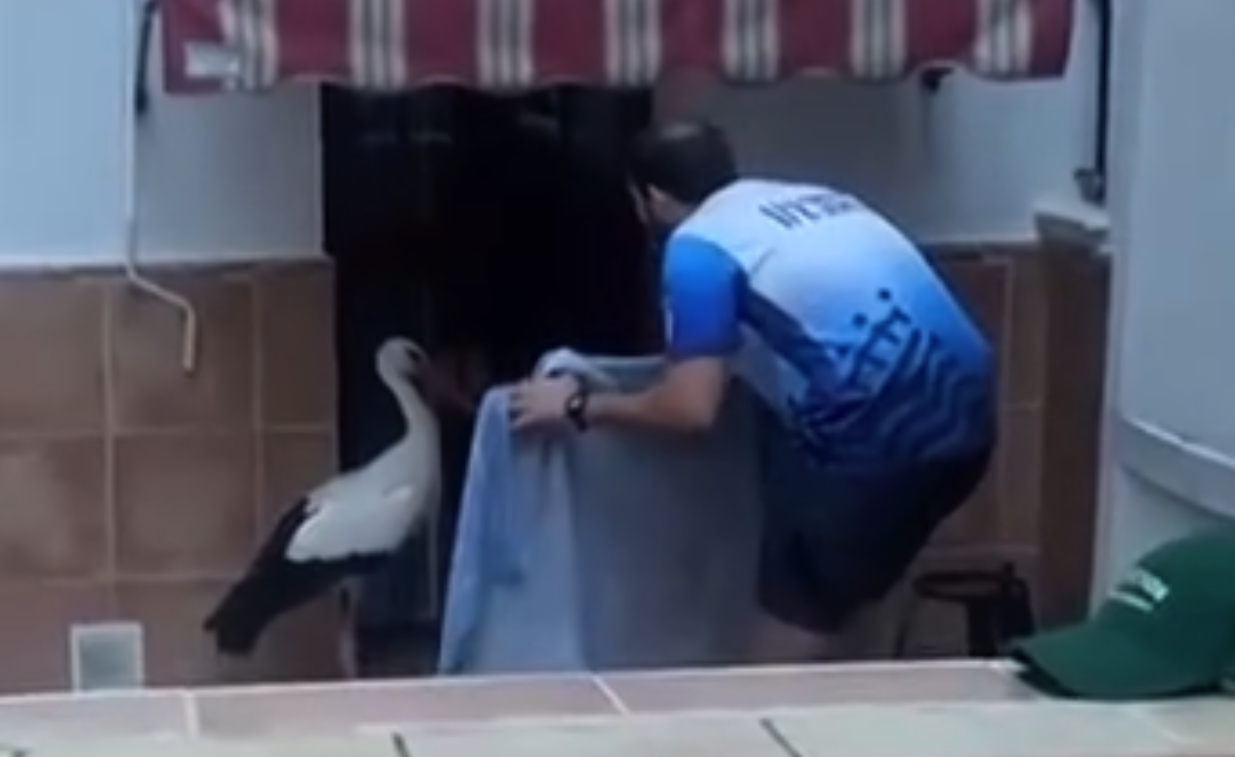 El momento de la captura de la cigüeña por parte de "Jozé", vecino de Santiago.