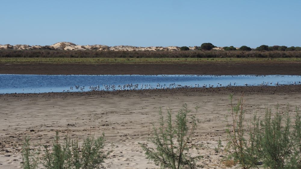 Doñana, en una imagen publicada en febrero por la Estación Biológica. 