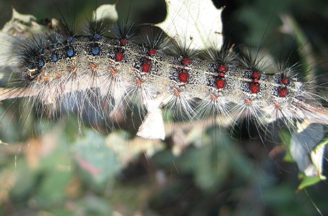 La lagarta peluda amenaza a Los Alcornocales.