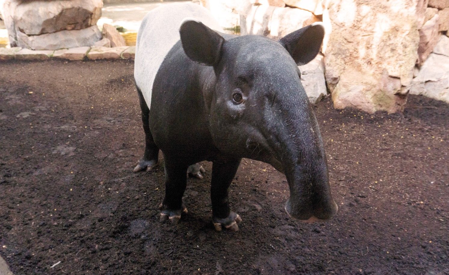 Bioparc en Fuengirola celebrará el Día Internacional del Tapir. 