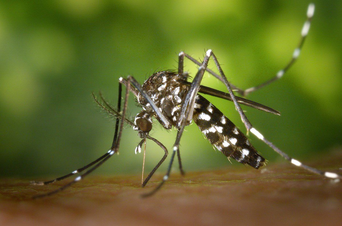 Un mosquito, en una imagen de archivo. Esta es la razón por la que los mosquitos te pican más que a otras personas