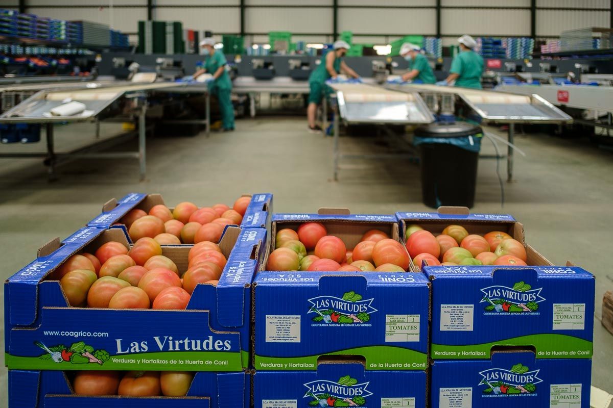 Cooperativa Las Virtudes en Conil, en una imagen de archivo.