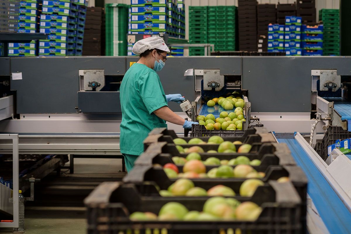 Una trabajadora de la cooperativa Las Virtudes, en Conil, en una imagen de archivo. Autor: Manu García