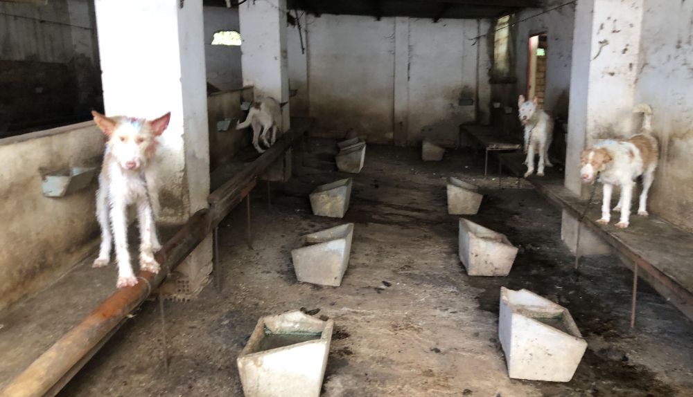 Imagen del estado en que se encontraba el lugar que albergaba a los perros durante la inspección.