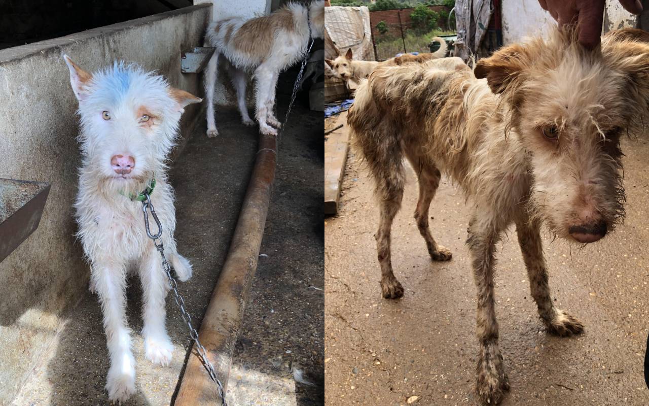 Dos de los perros decomisados en una rehala en Hornachuelos (Córdoba).