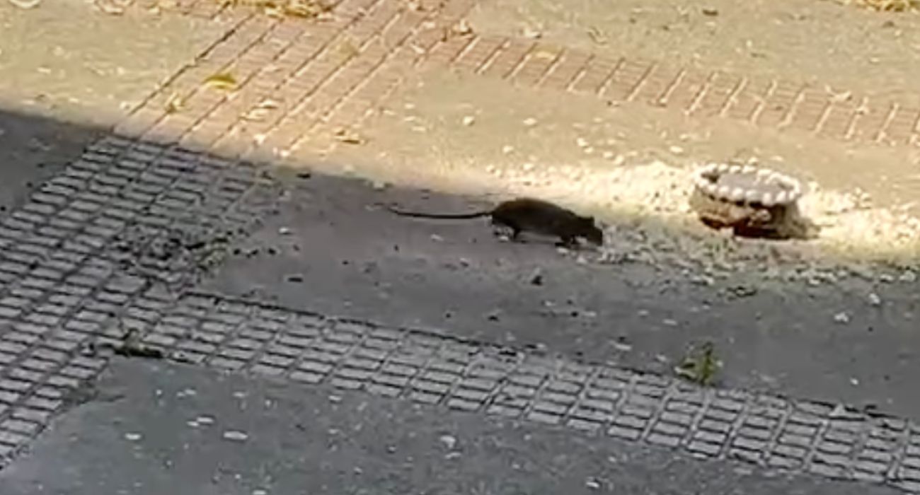 Imagen de una rata en la barriada La Granja.