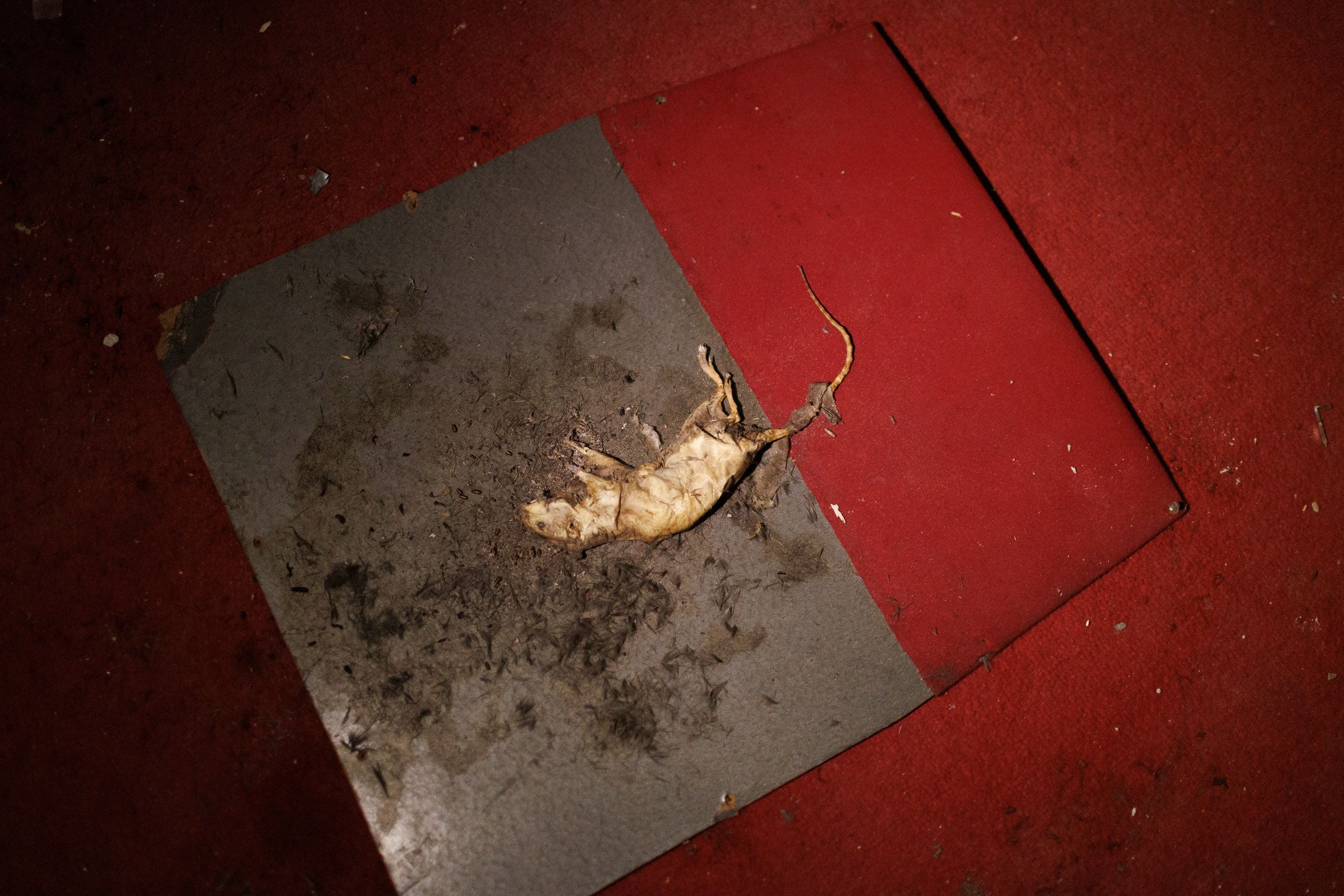 El Cine Jerezano que cuenta los meses para renacer como Teatro