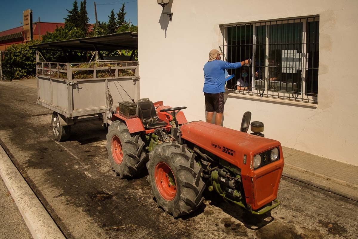 Un tractor cargado de uva, durante la pasada vendimia en Trebujena, localidad que forma parte del GDR Campiña de Jerez y Costa Noroeste.