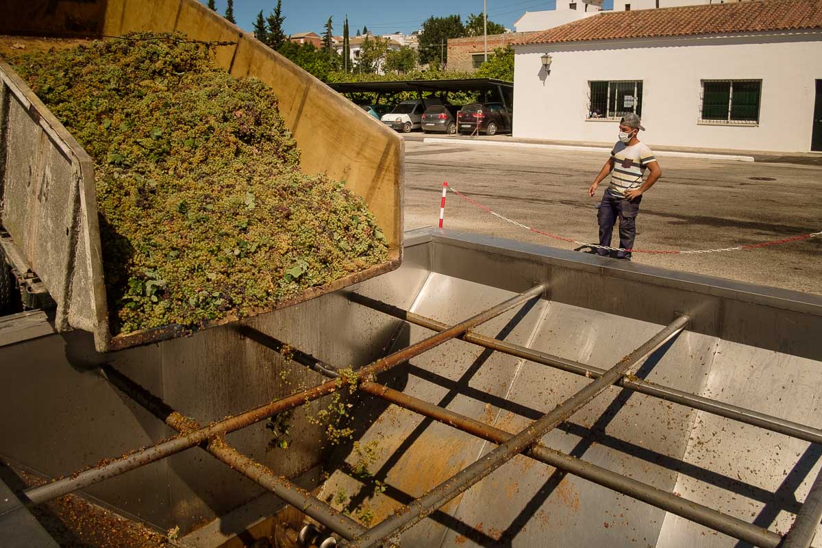 VENDIMIA_TREBUJENA-48