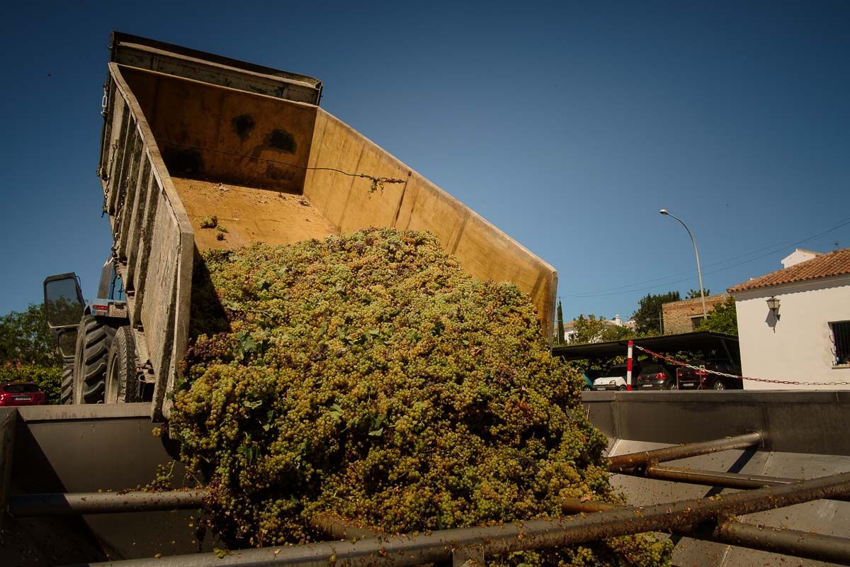Un camión descarga uva en Trebujena, durante la pasada campaña de la vendimia.
