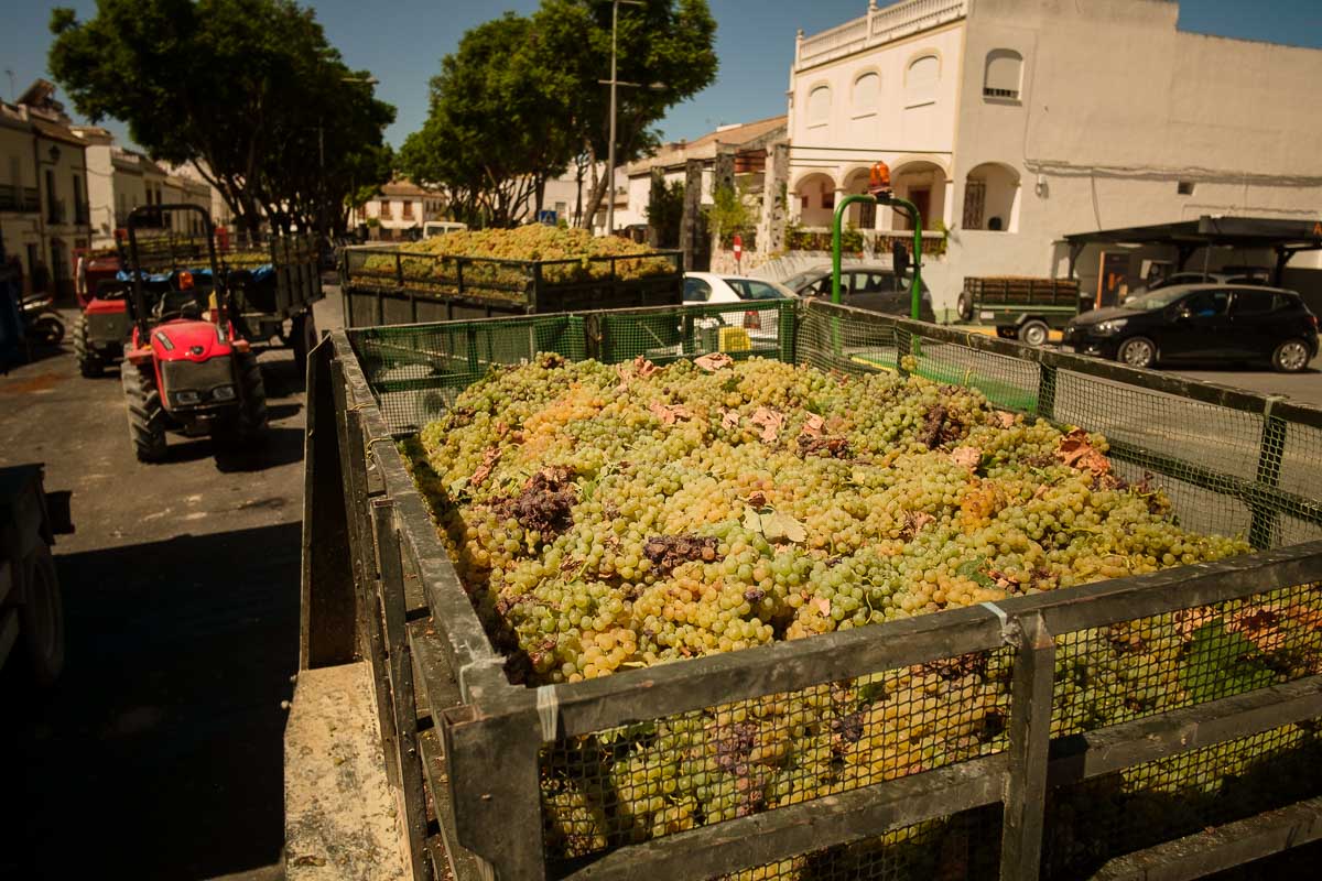 La cosecha, antes de entrar en la cooperativa Palomares, por las calles de Trebujena