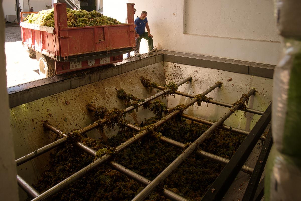 VENDIMIA_TREBUJENA-64