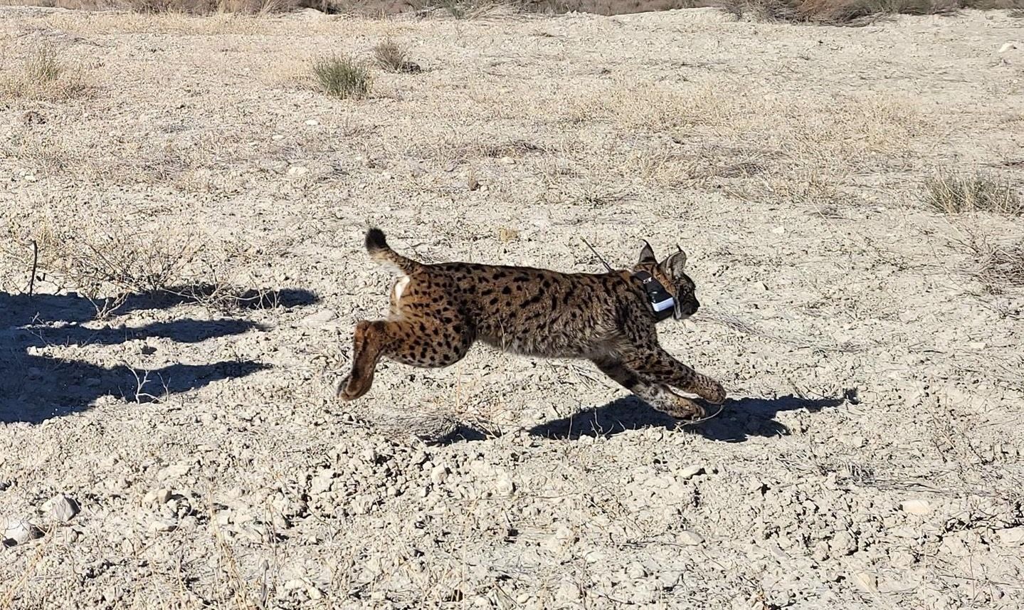 Uri, uno de los linces fallecidos.