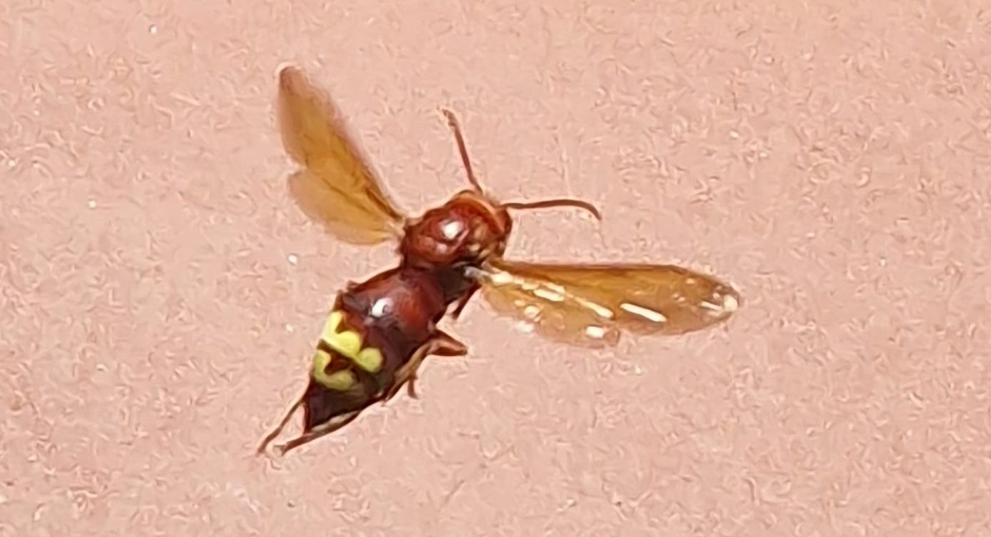 Un avispón oriental, visto en Jerez.
