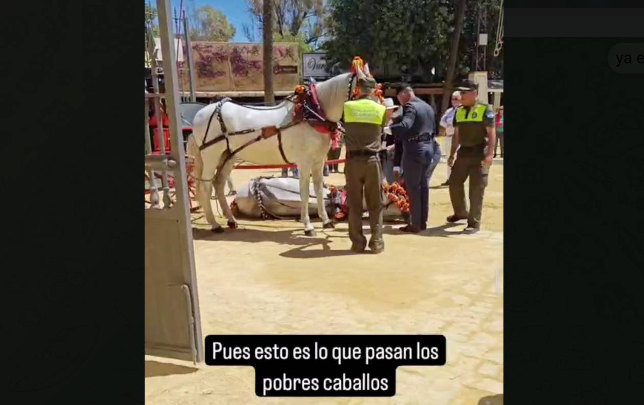 Un momento del vídeo publicado este lunes, en el que se observa a un caballo desplomado en el suelo del Real de la Feria.