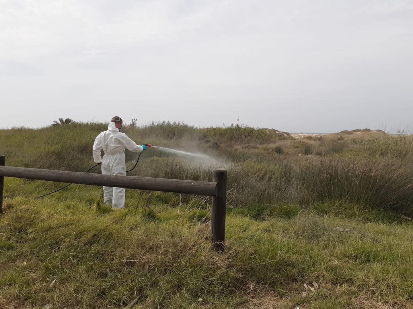 Conil inicia la campaña de control de plagas de insectos y roedores.