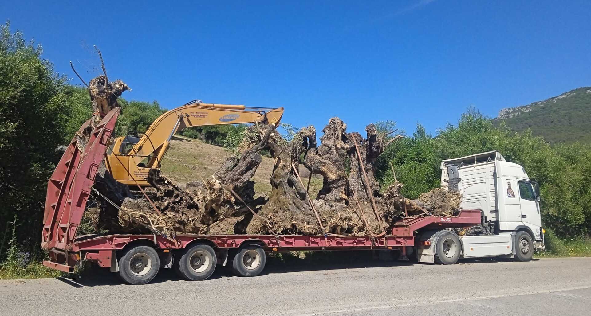 El camión en el que se han trasladado algunos de los olivos arrancados.