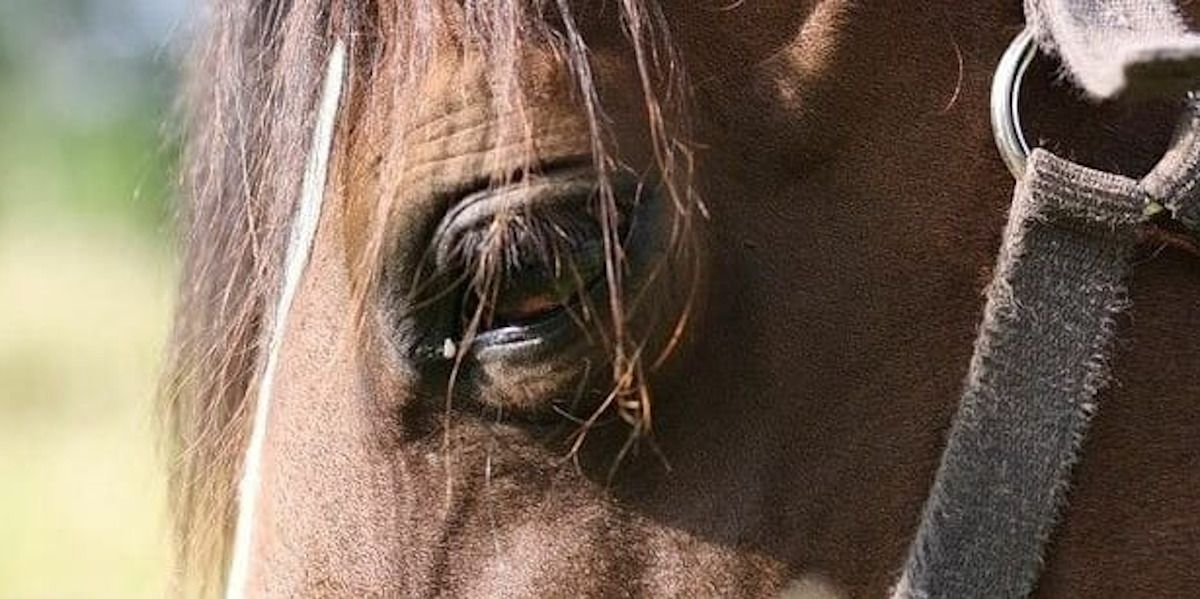 Detalle del ojo de un equino.