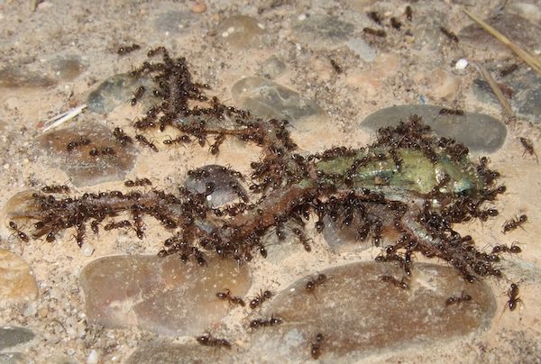 Hormigas argentinas, en una imagen de archivo.