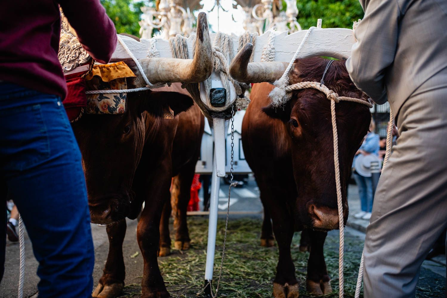 La salida de la Hermandad del Cerro hacia El Rocío, en imágenes.
