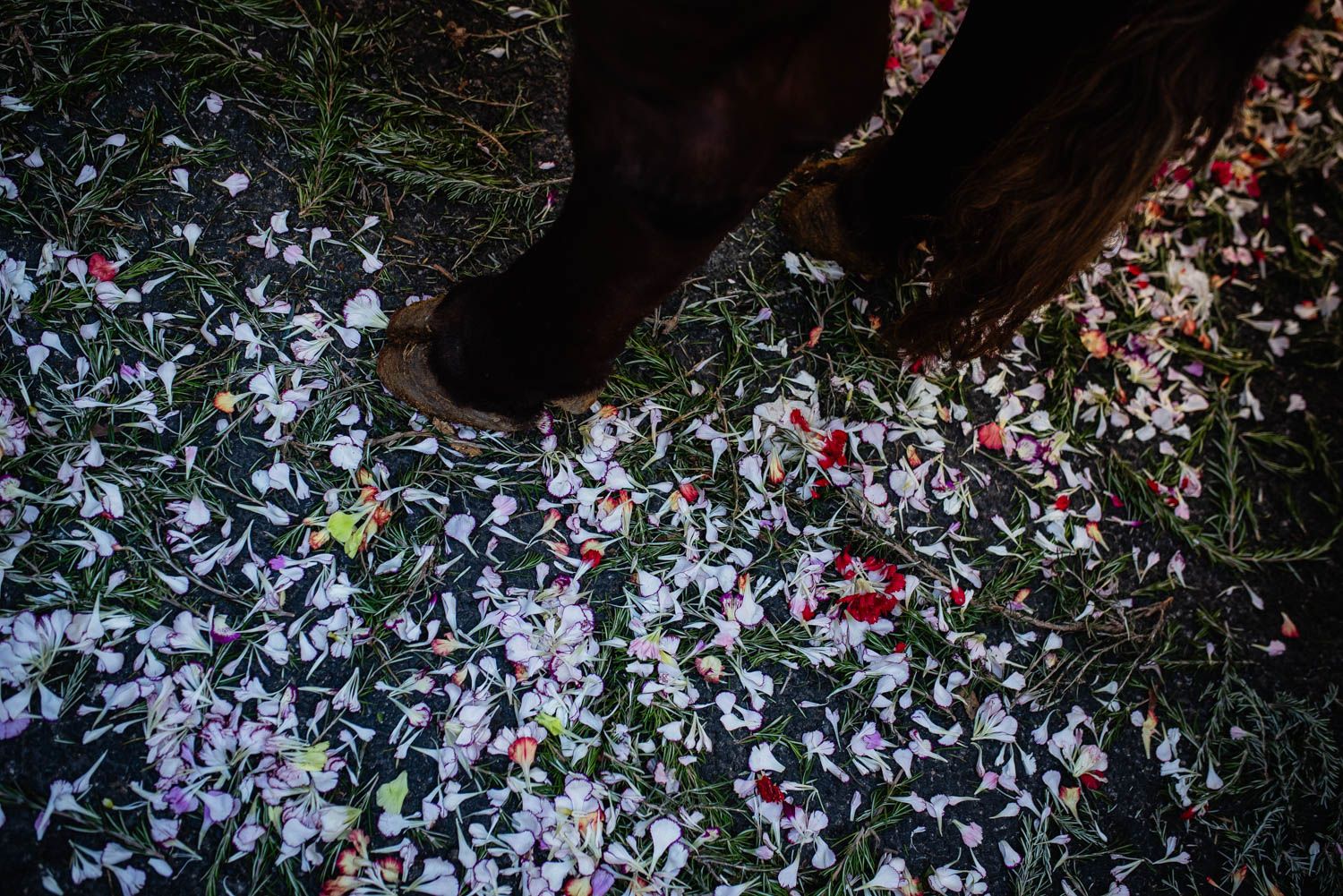 La salida de la Hermandad del Cerro hacia El Rocío, en imágenes.