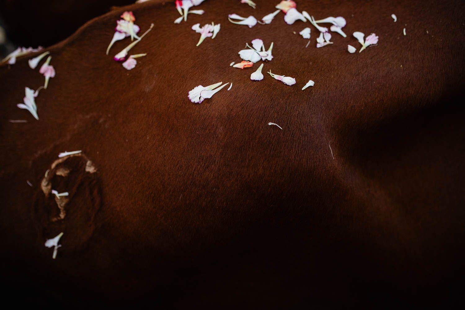 La salida de la Hermandad del Cerro hacia El Rocío, en imágenes.