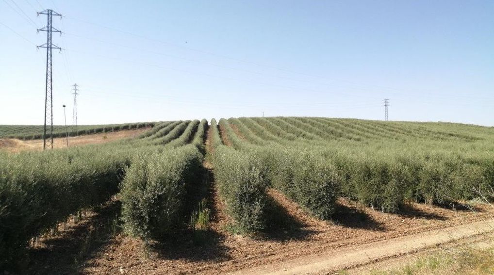 Olivar intensivo en Villamartín, en la Sierra de Cádiz, en una imagen reciente.