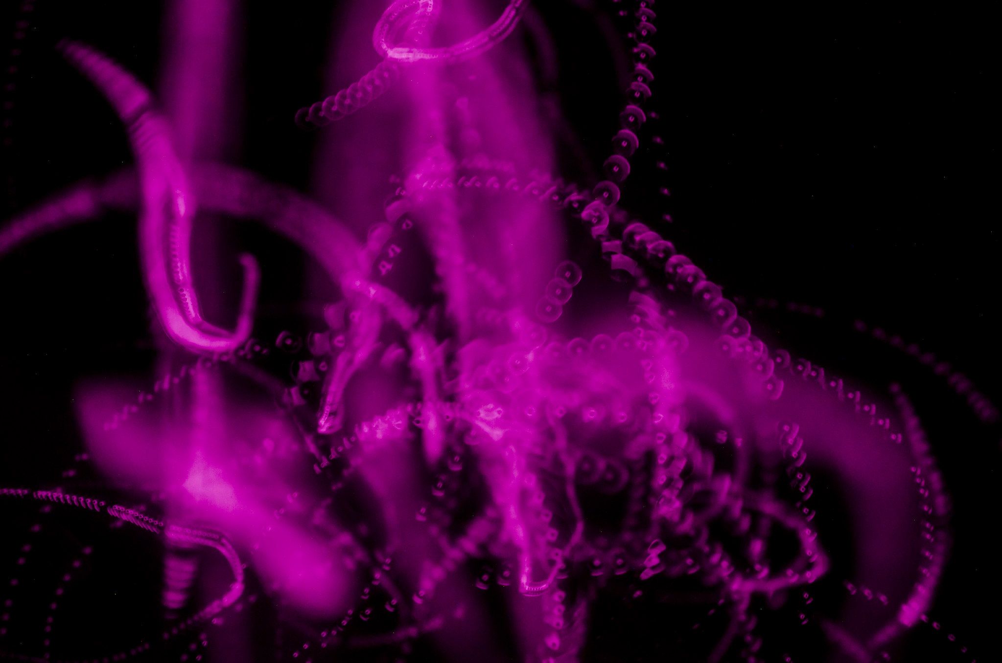 Pulpo, un gran ejemplo en el sentido de la propiocepción, uno de los sentidos 'extra' que describe la zoóloga de Oxford en su libro.