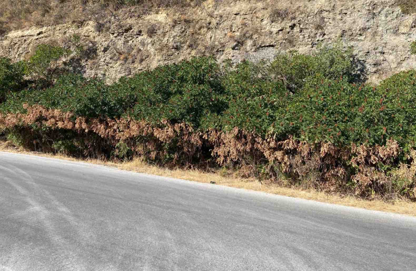 Zona forestal dañada por herbicidas.