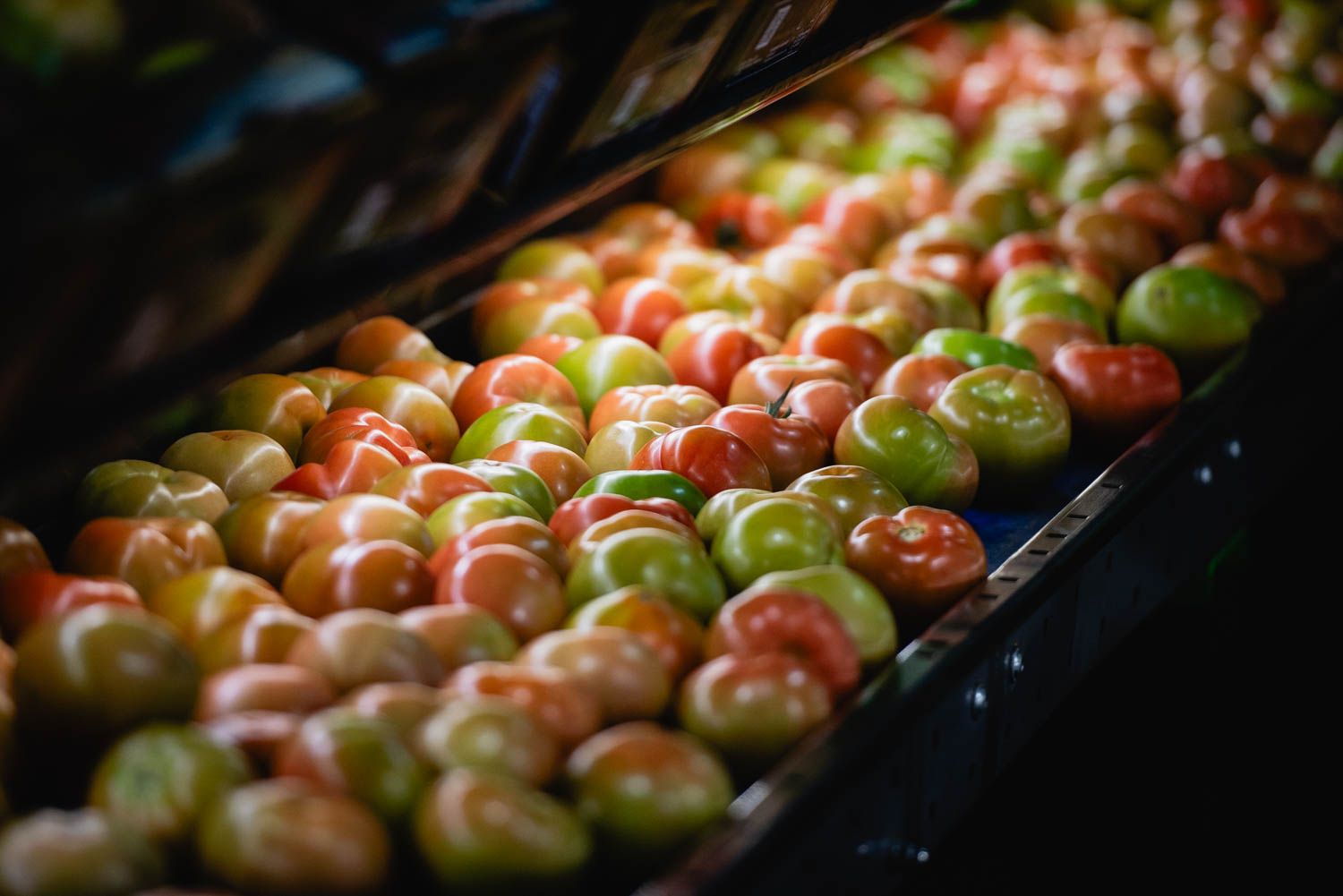 Tomates, en una imagen de archivo.