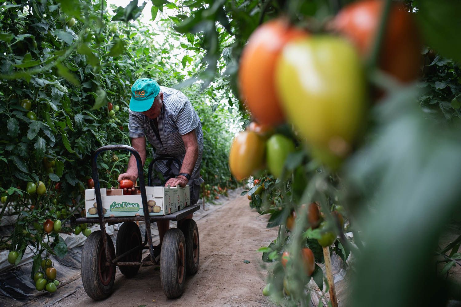 Un trabajador recolecta tomates en una finca en Los Palacios. Un trabajador recolecta tomates en una finca en Los Palacios.