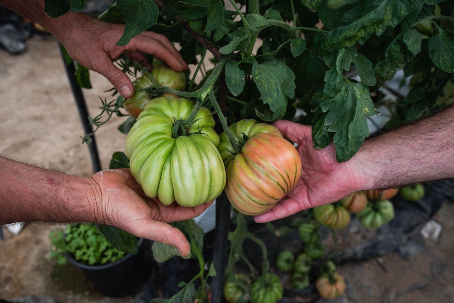 Tomate autóctono andaluz de Los Palacios.