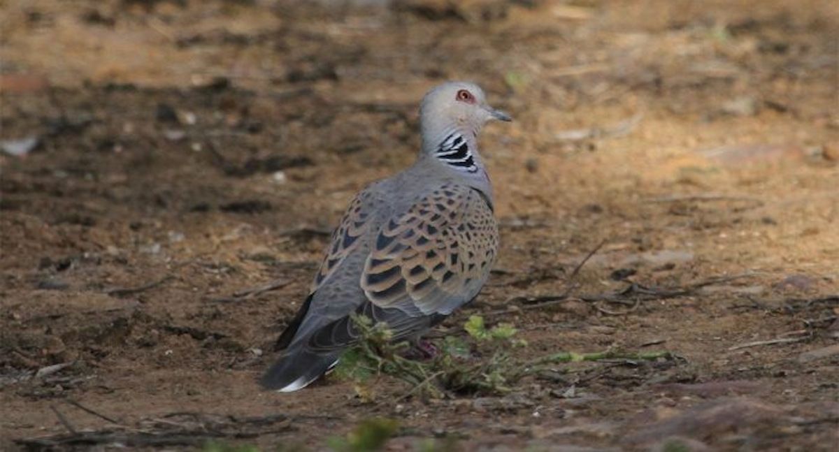 Denuncian la caza de miles de