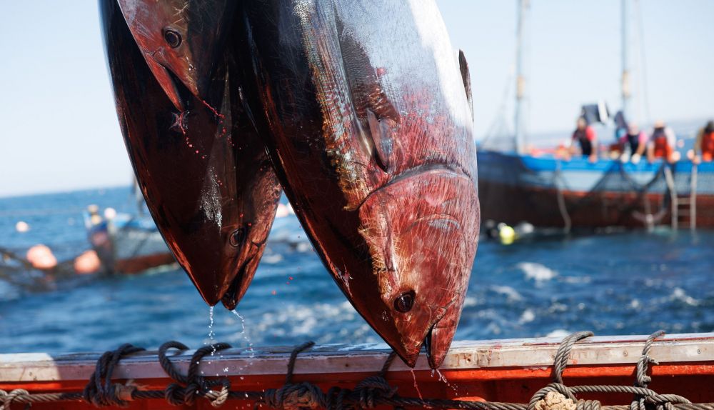 Levantá en la almadraba de Zahara. El atún otro 'gancho' que atrae a los visitantes. 