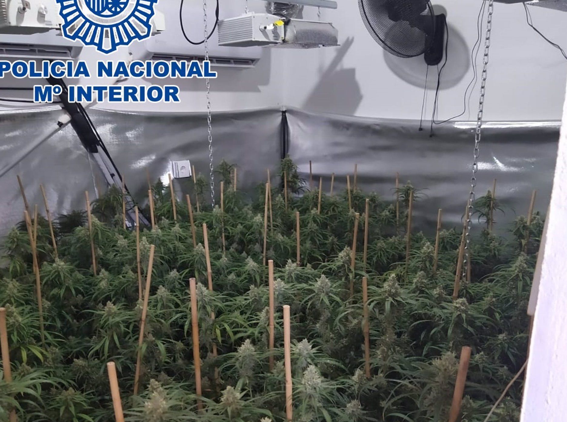Plantación 'indoor' de cannabis.