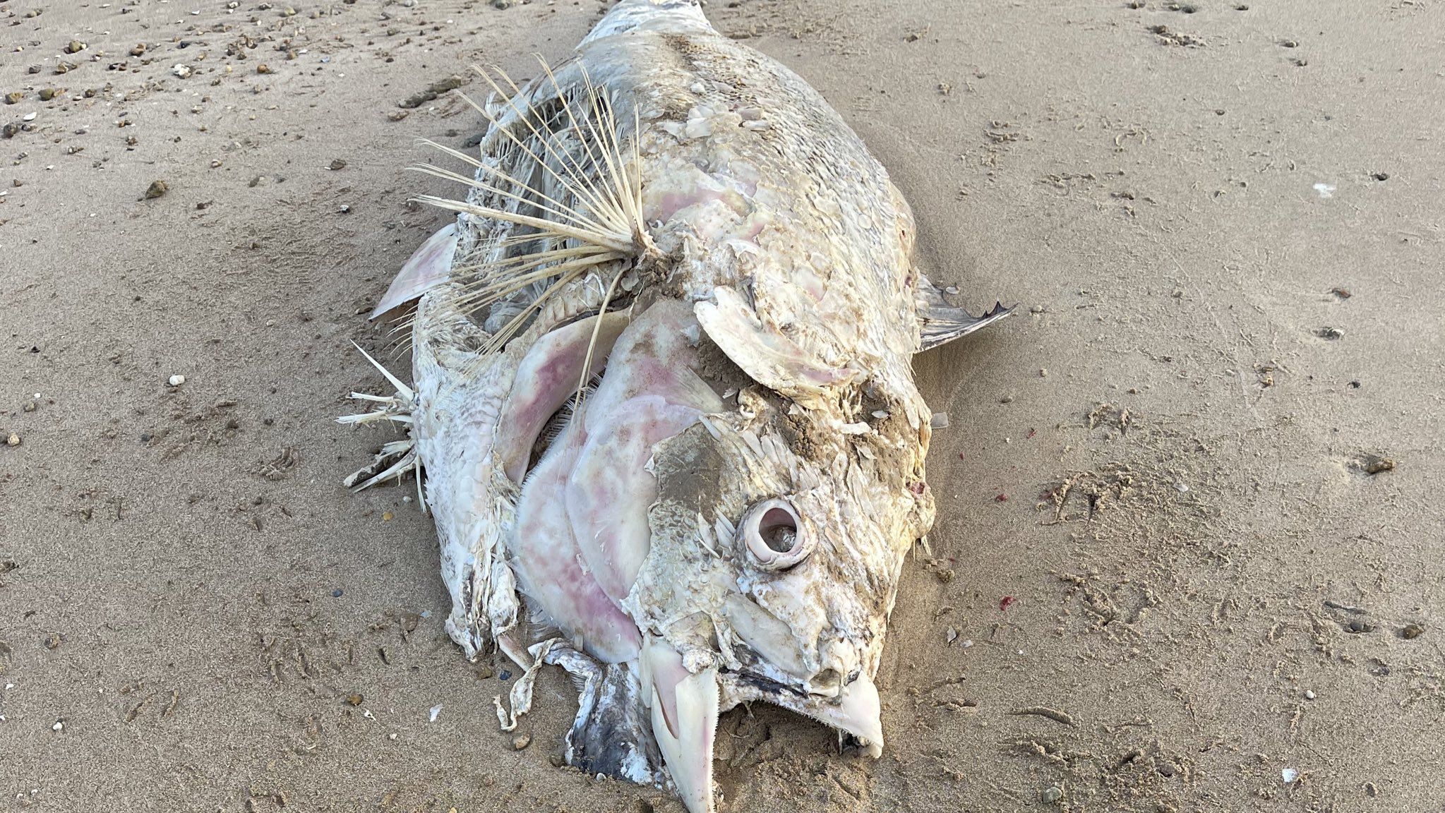 Imagen publicada por el antiguo rector de la UCA, Paco Piniella, en sus redes sociales, en la que aparece uno de los atunes muertos.