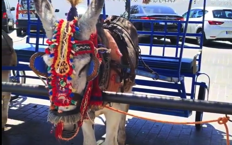 Un 'burrotaxi' de Mijas.