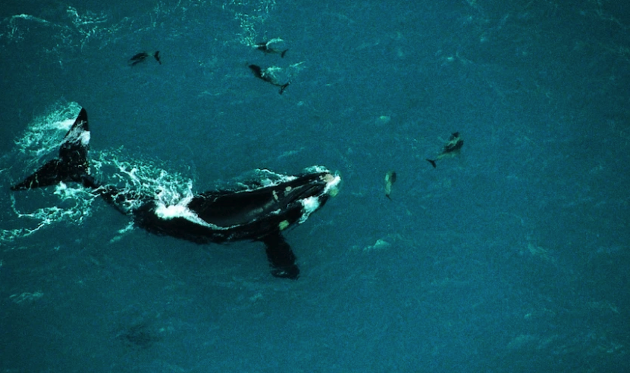 Orcas 'gladis', como las que atacan a barcos en aguas de Cádiz, en una imagen de archivo. Orcas 'gladis', como las que atacan a barcos en aguas de Cádiz, en una imagen de archivo.