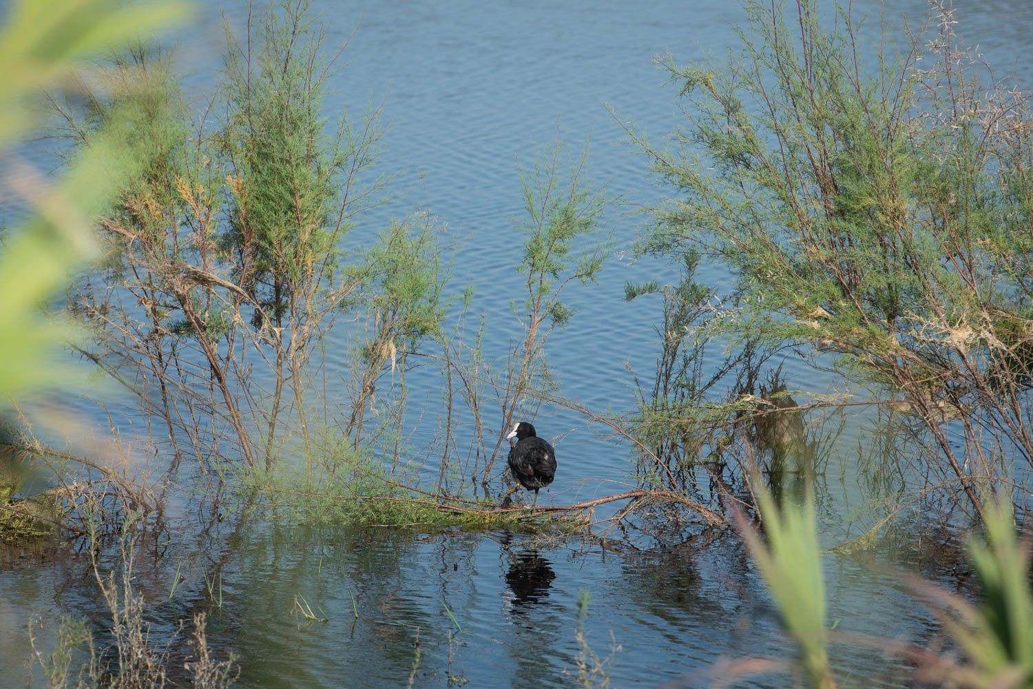 HUMEDALES LOS PALACIOS LAGUNA LA MEJORADA
