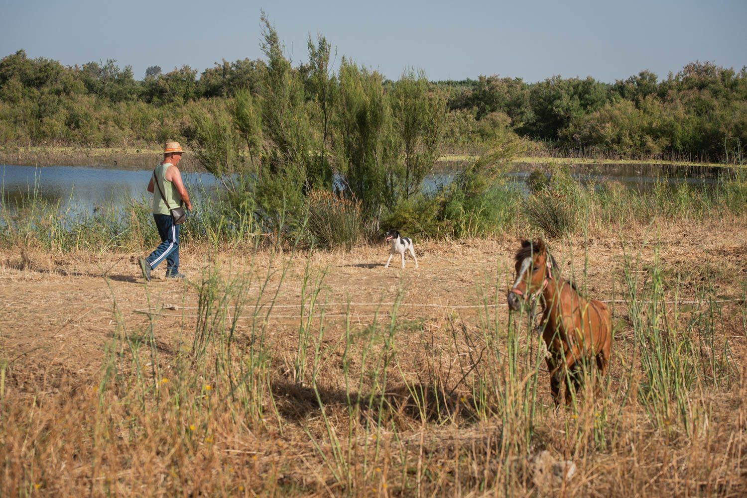 HUMEDALES LOS PALACIOS LAGUNA LA MEJORADA