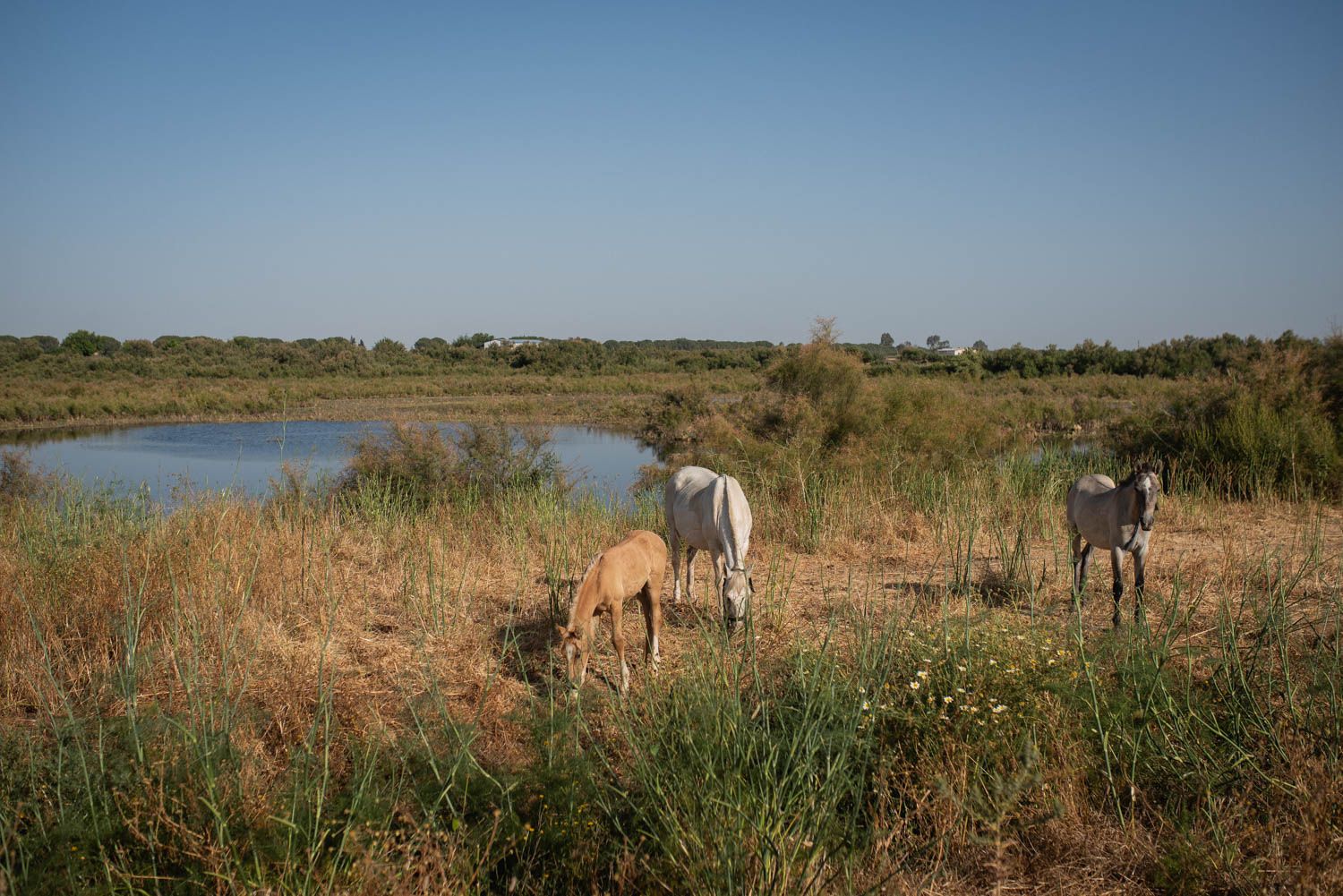 Día Mundial del Medio Ambiente. Caballos en humedales de Los Palacios, laguna La Mejorada. Día Mundial del Medio Ambiente. Caballos en humedales de Los Palacios, laguna La Mejorada.