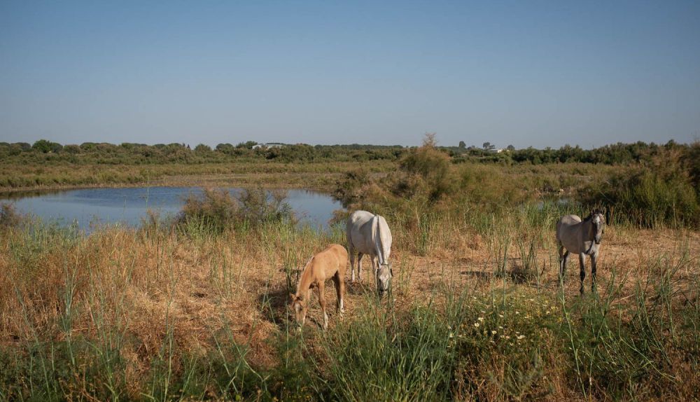 Día Mundial del Medio Ambiente. Caballos en humedales de Los Palacios, laguna La Mejorada.