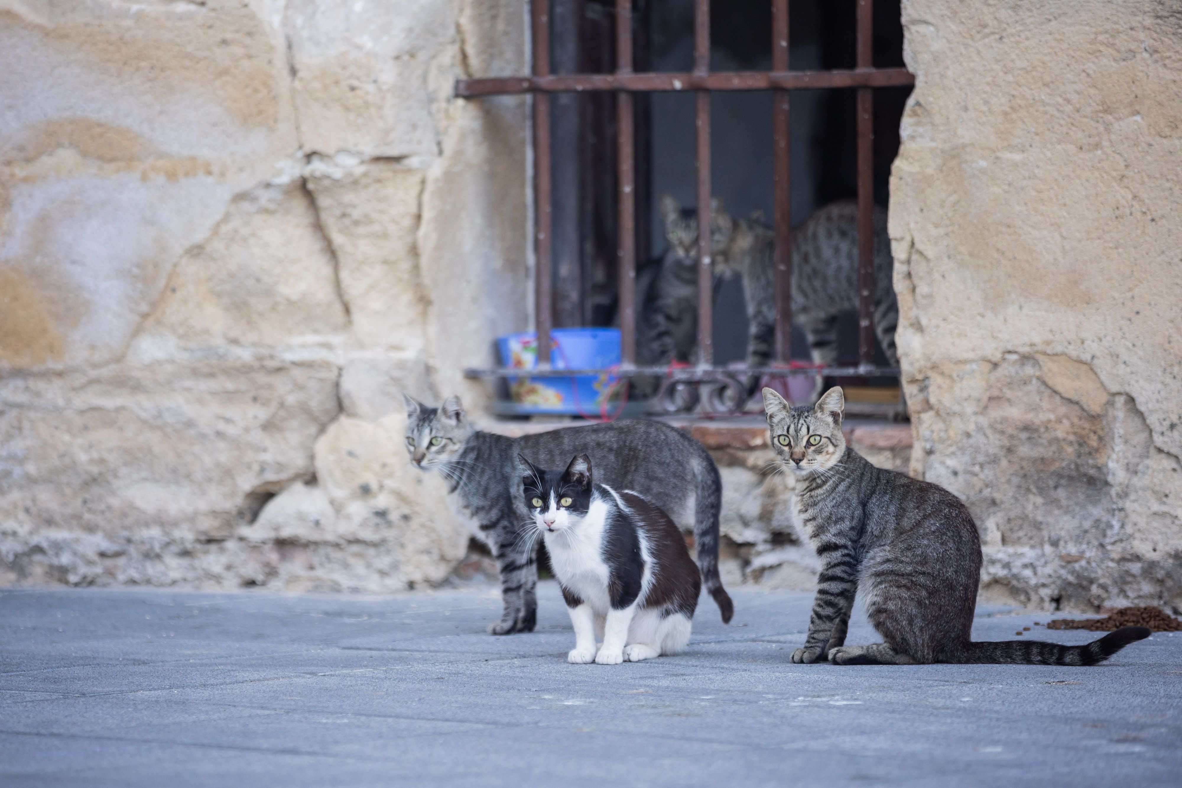 Gatos de una colonia en Jerez. Gatos de una colonia en Jerez.