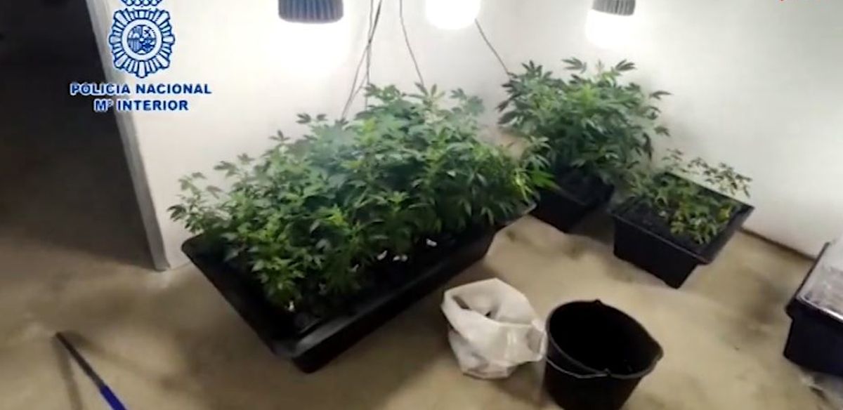Cultivo de marihuana en otra operación antidroga realizada por la Policía 
