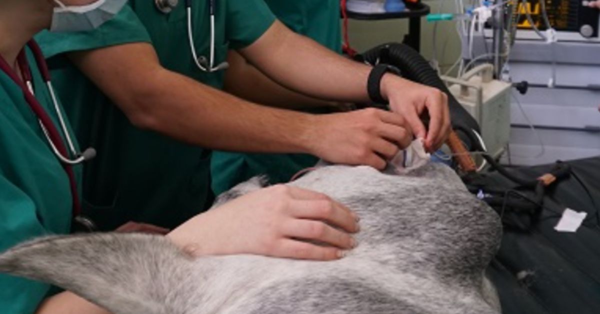 Una imagen de profesionales del Hospital Veterinario de la Universidad Complutense de Madrid.