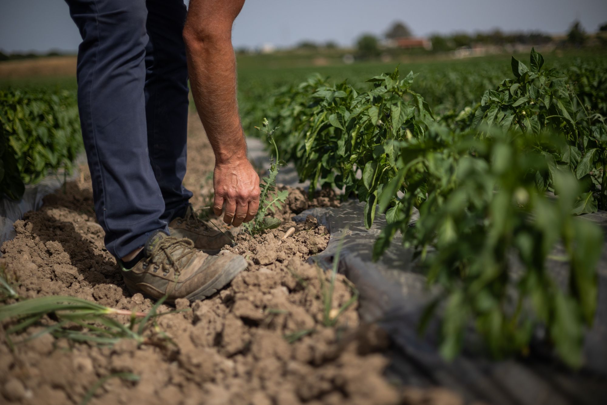 Un agricultor trabajando en sus cultivos. Un agricultor trabajando en sus cultivos.