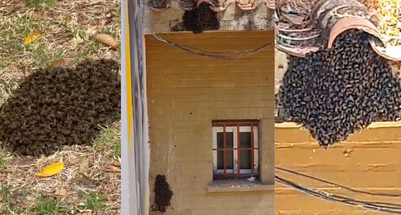 Imágenes de los nidos de abejas en San Joaquín.